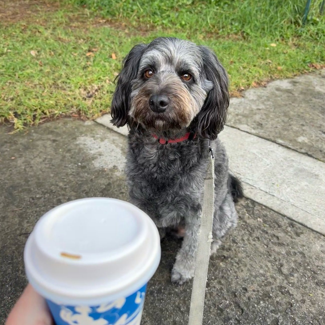 A regular waits on the footpath while their owner grabs a takeaway coffee